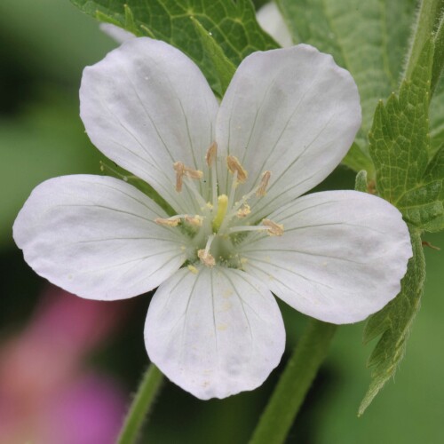 Geranium sylvaticum 'Album'