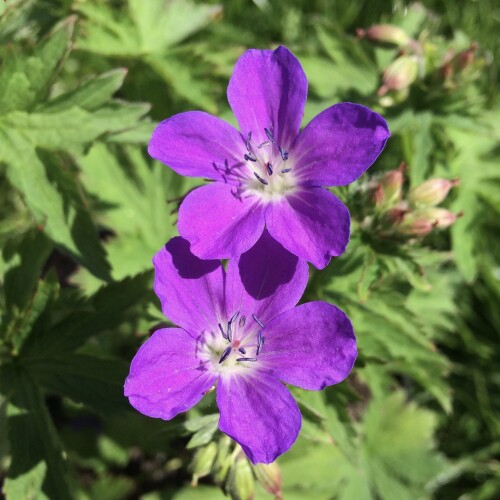 Geranium sylvaticum 'Birch Lilac'