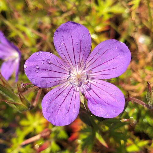 Geranium hybrid 'Purple Rain'