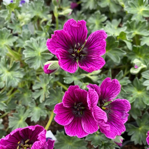 Geranium cinereum 'Jolly Jewel Purple'