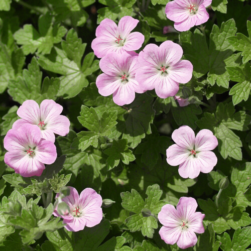 Geranium riversleaianum 'Mavis Simpson'