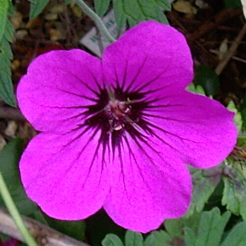 Geranium hybrid 'Patricia'