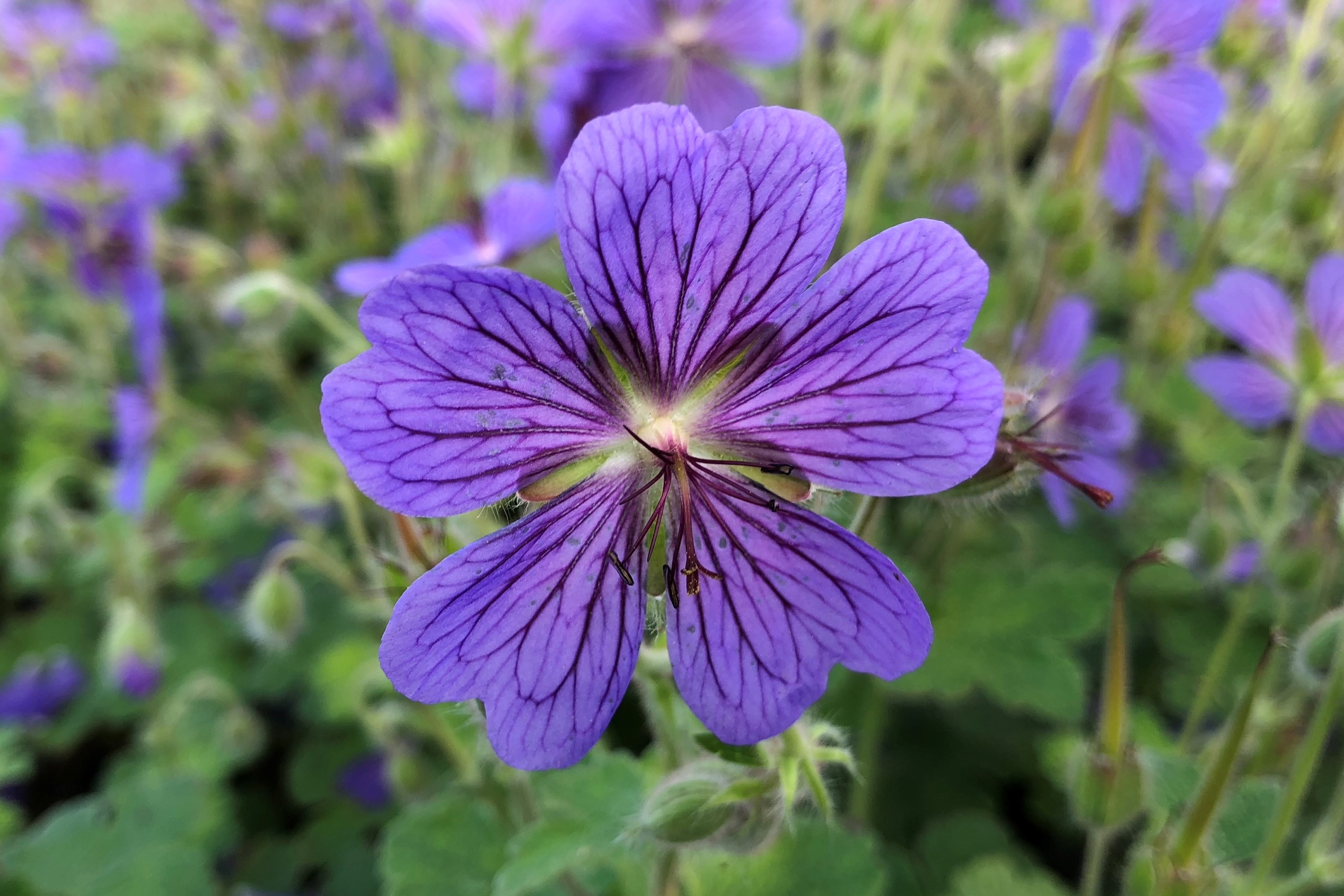 Geranium hybrid 'Terre Franche'