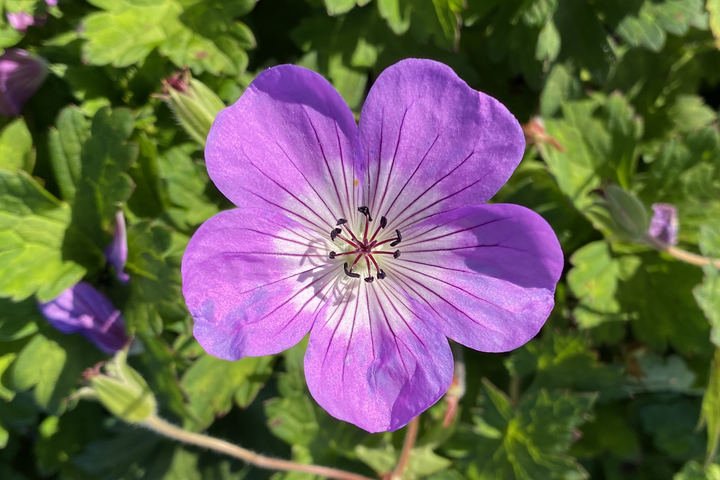 Bloom Time