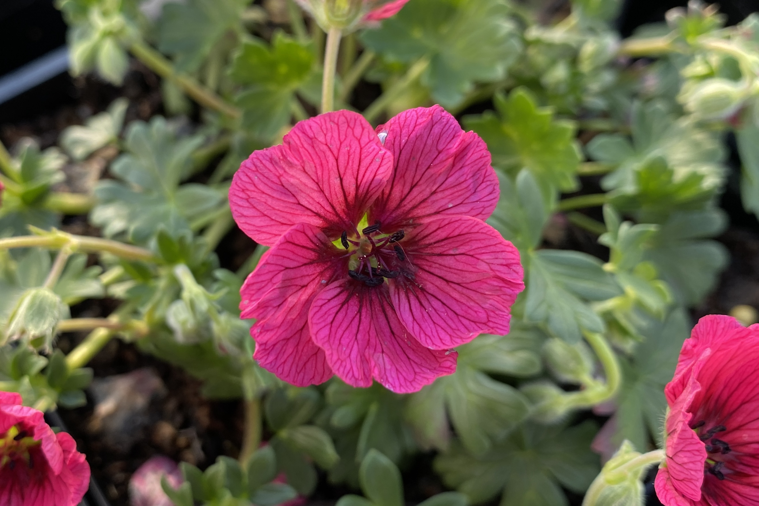 Jolly Jewel Raspberry