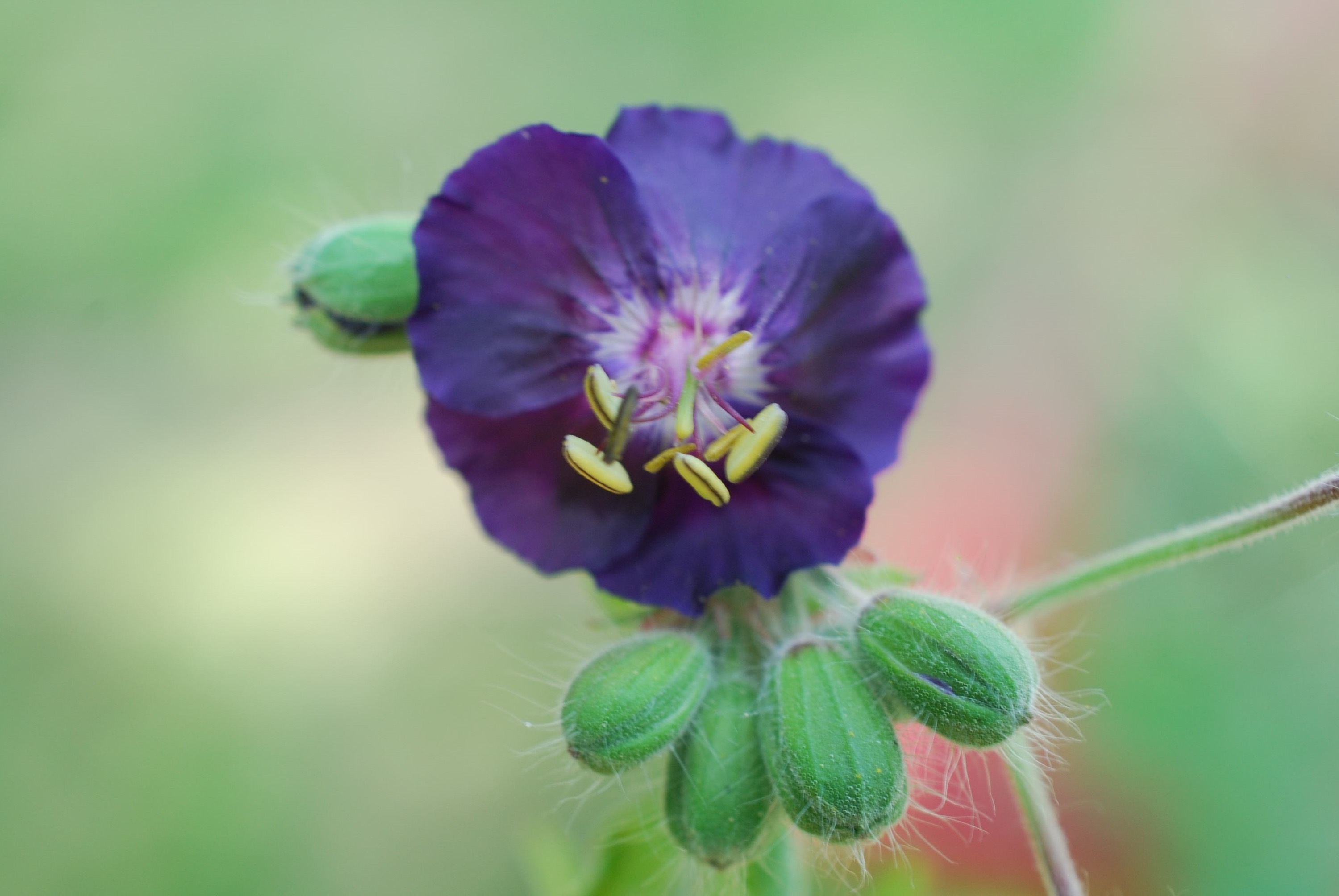 Geranium phaeum 'Raven'