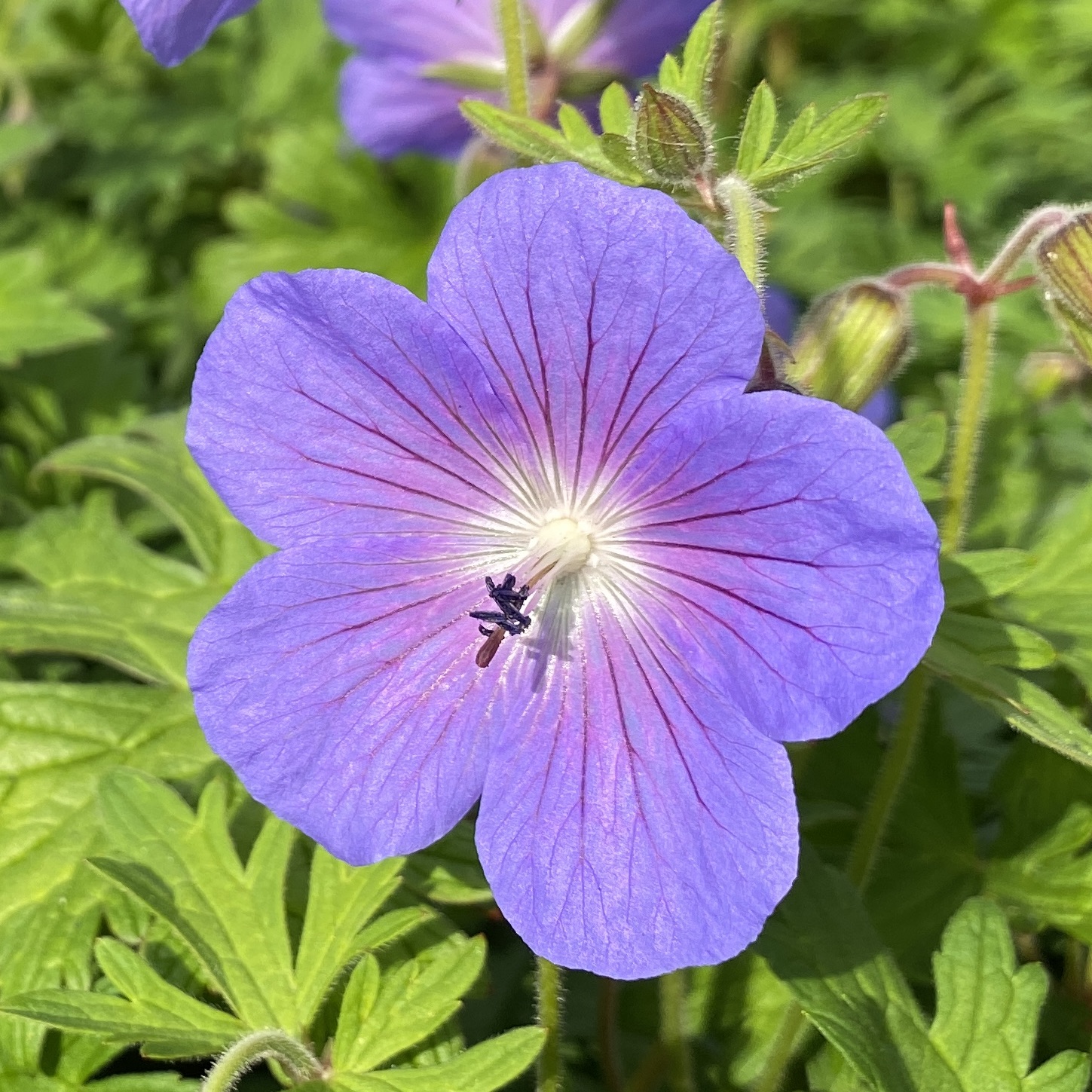 geranium-himalayense-baby-blue