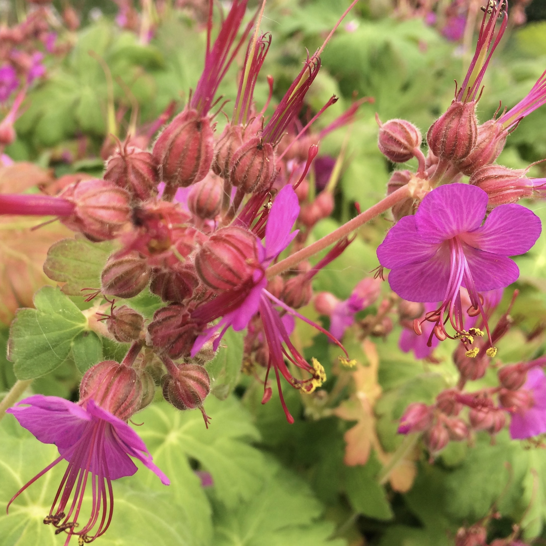 macrorrhizum 'Bevan's Variety'