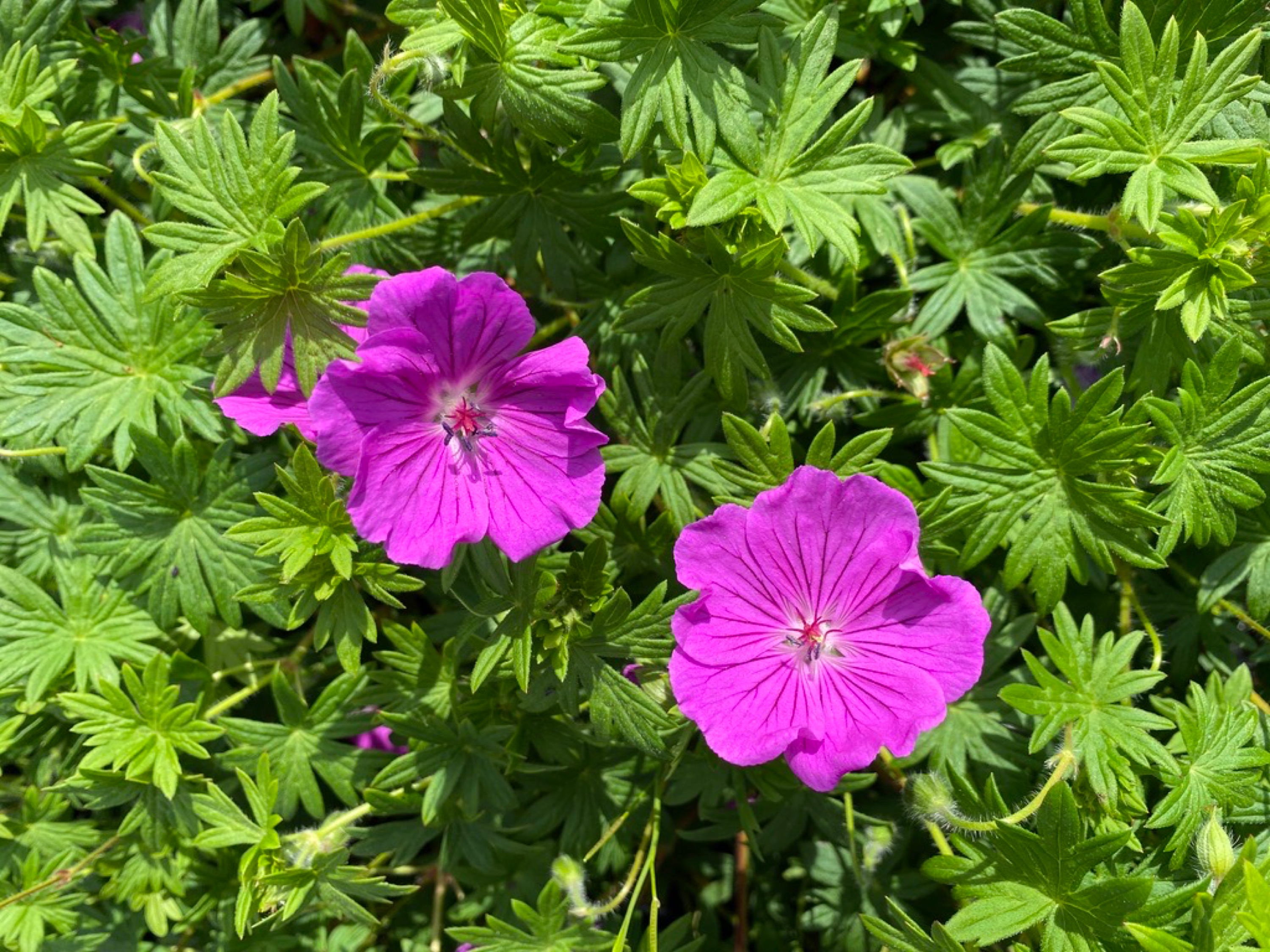 Geranium sanguineum 'Hannelore'