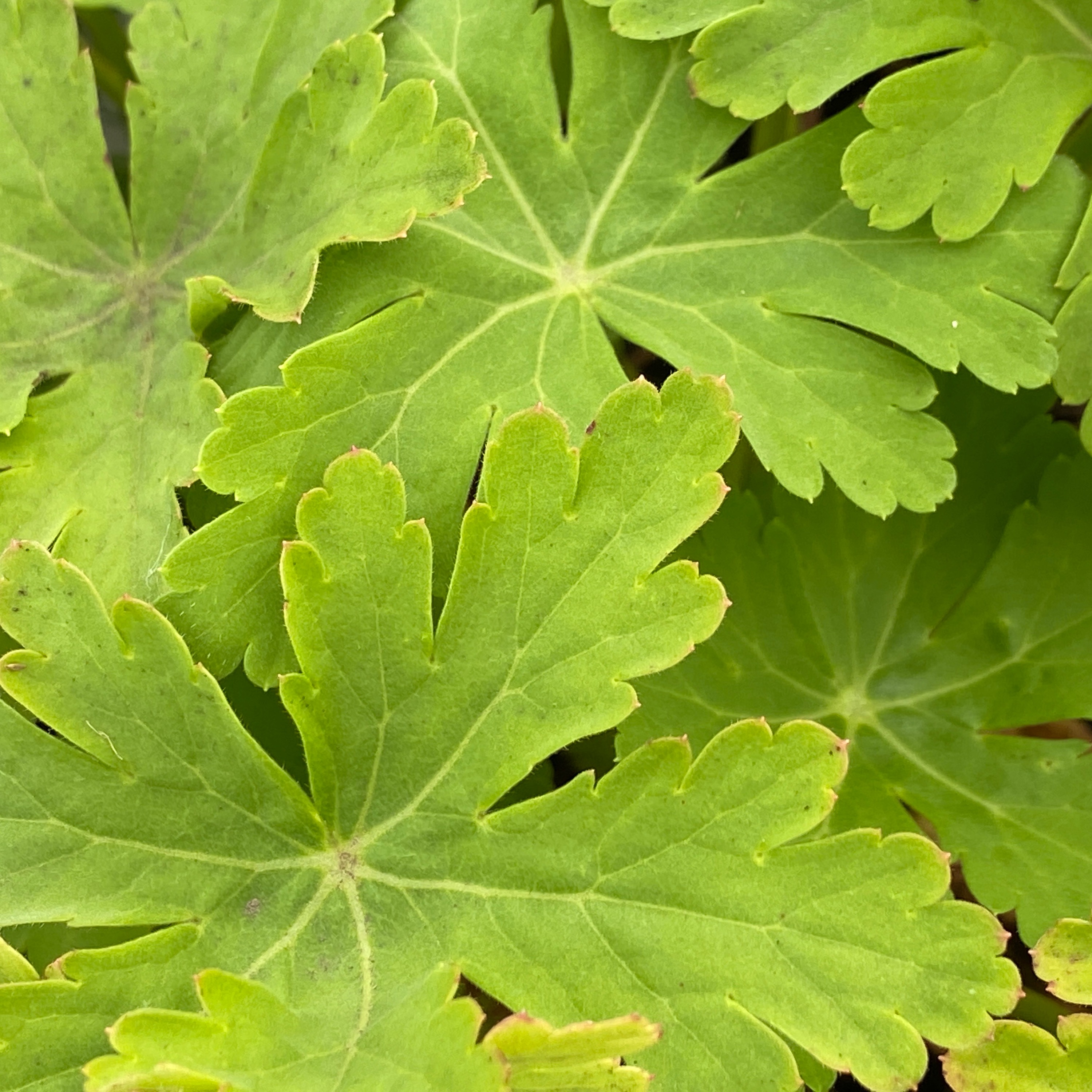 macrorrhizum foliage