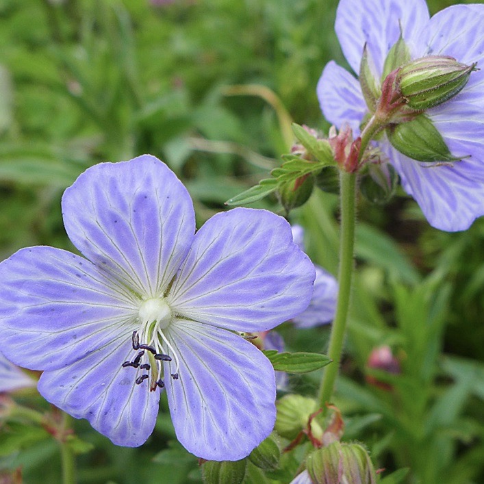 Geranium pratense 'Mrs Kendall Clark'