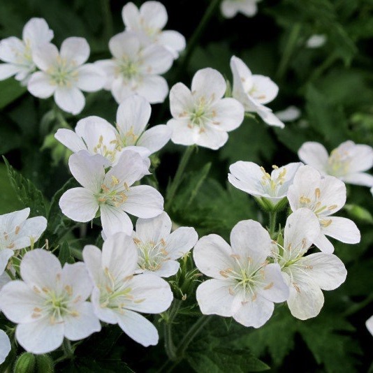 pratense f. albiflorum