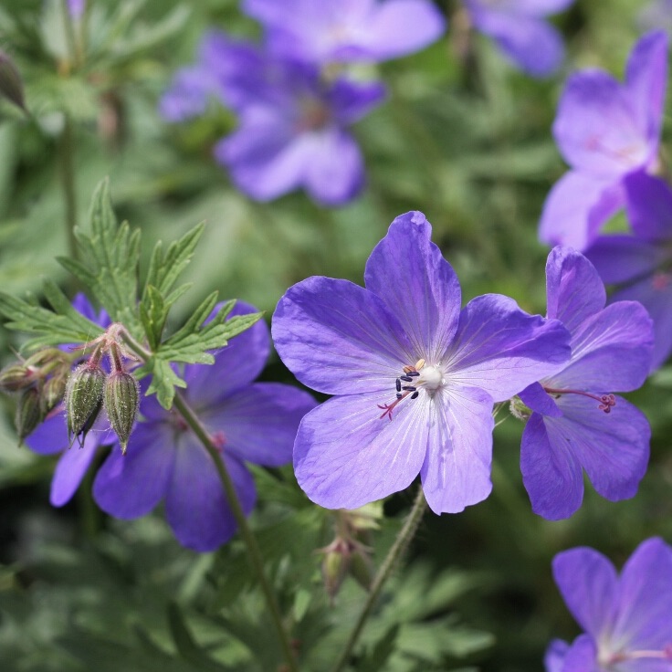 Geranium pratense