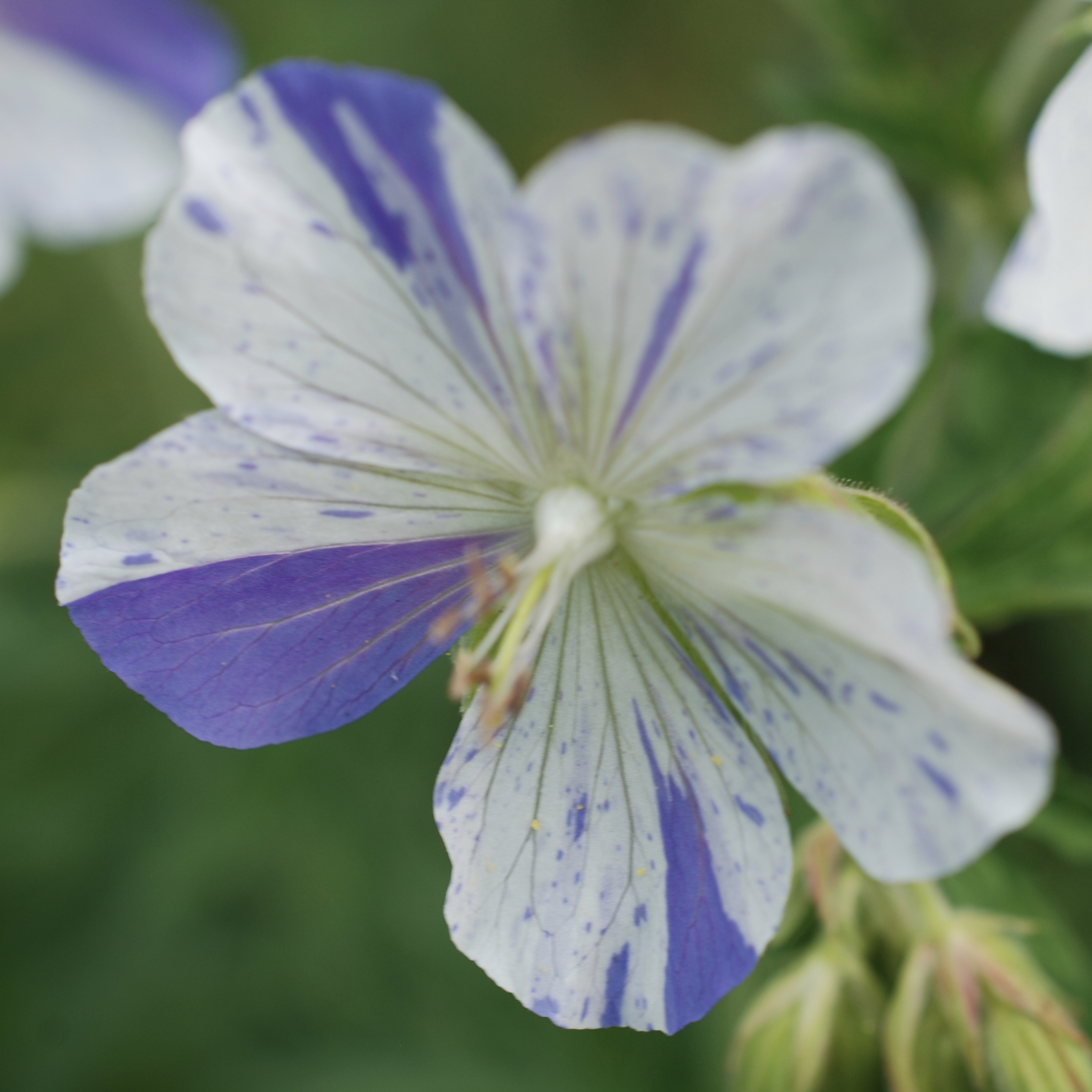 Geranium Pratense Splish Splash 