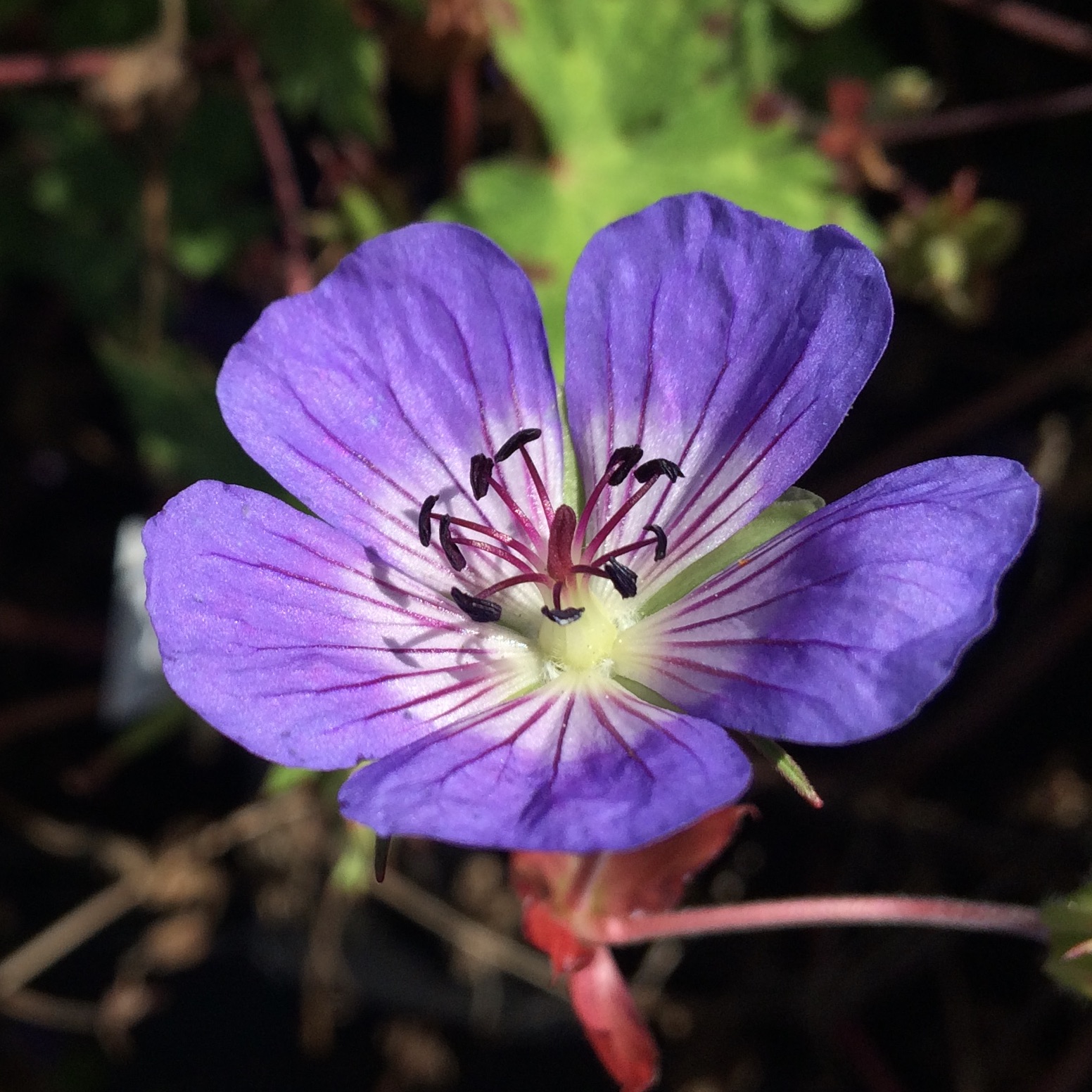 hybrid 'Sweet Heidy'